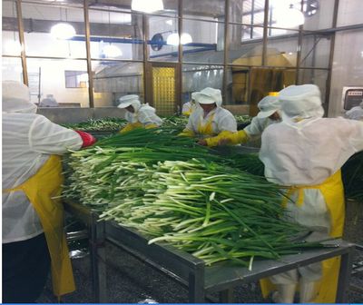 脫水蔬菜、脫水蔥片、調味包、餅干專用、烘焙料,廠家直銷